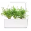 Click & Grow SGR49x3 tilli-kasvikapselit täyttöpakkaus, 3 kpl:n pakkaus