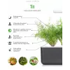 Click & Grow SGR49x3 tilli-kasvikapselit täyttöpakkaus, 3 kpl:n pakkaus