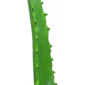 EUROPALMS tekokasvi aloe vera mustassa ruukussa, 63 cm 82809112