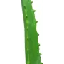 EUROPALMS tekokasvi aloe vera mustassa ruukussa, 63 cm 82809112