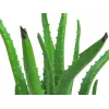 EUROPALMS tekokasvi aloe vera mustassa ruukussa, 63 cm 82809112