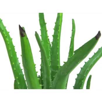 EUROPALMS tekokasvi aloe vera mustassa ruukussa, 63 cm 82809112