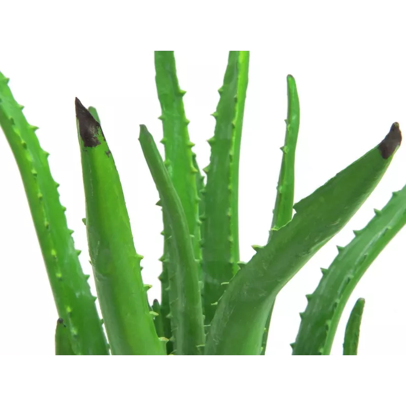 EUROPALMS tekokasvi aloe vera mustassa ruukussa, 63 cm 82809112