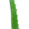EUROPALMS tekokasvi aloe vera mustassa ruukussa, 63 cm 82809112