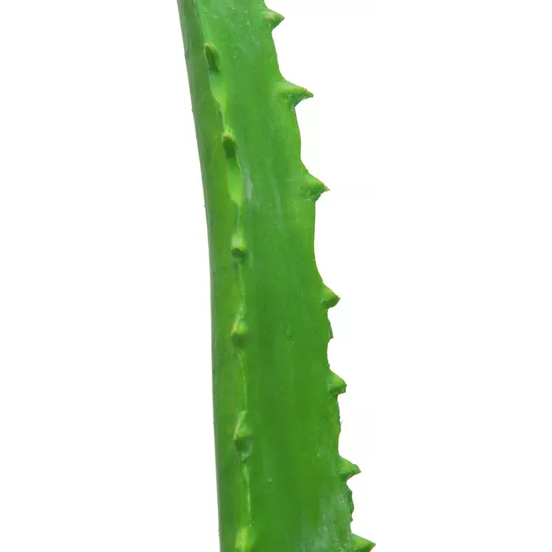 EUROPALMS tekokasvi aloe vera mustassa ruukussa, 63 cm 82809112