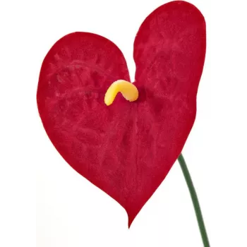 EUROPALMS tekokukkainen anthurium, 70 cm 82530164