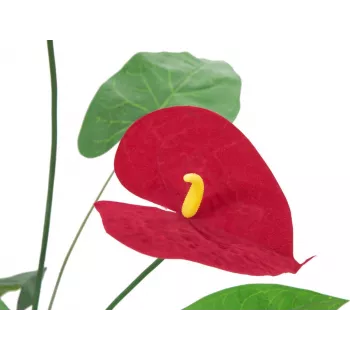 EUROPALMS tekokukkainen anthurium, 70 cm 82530164