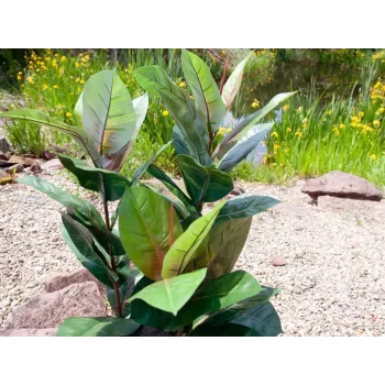 EUROPALMS tekokumipuu 100 cm, realistinen Ficus elastica, mustassa muoviruukussa 82508303