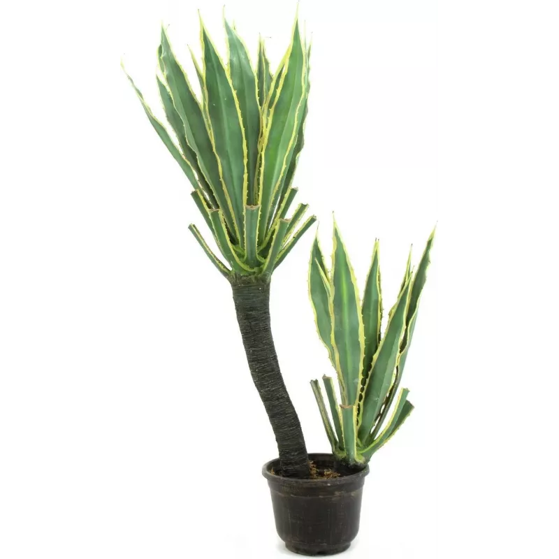 EUROPALMS orkideakaktus tekokasvi, 160 cm 82809035