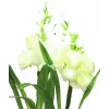 EUROPALMS Aronstab, 3 kpl:n sarja LED-valoilla, valkoinen, 85 cm (83330302)