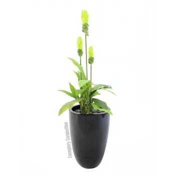 Europalms LEICHTSIN CUP-69 istutusastia, musta, kiiltävä (83011819)