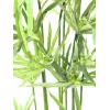 EUROPALMS tekosypressi, 76 cm, mustassa ruukussa 82600138