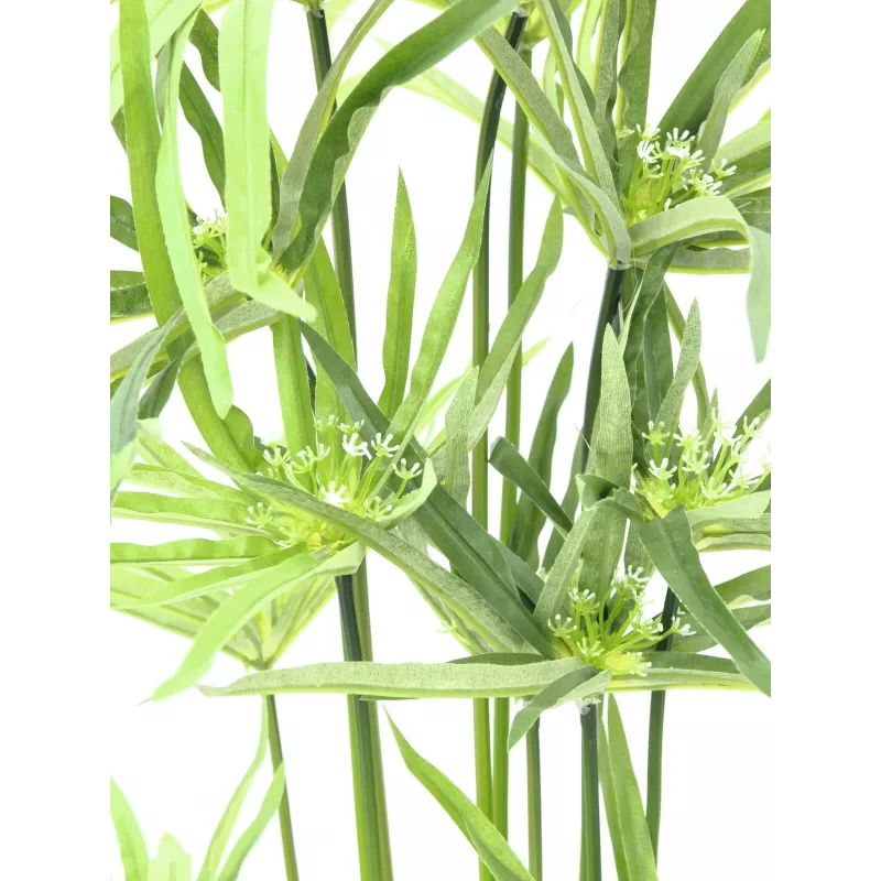 EUROPALMS tekosypressi, 76 cm, mustassa ruukussa 82600138