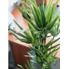 EUROPALMS tekosypressi, 76 cm, mustassa ruukussa 82600138
