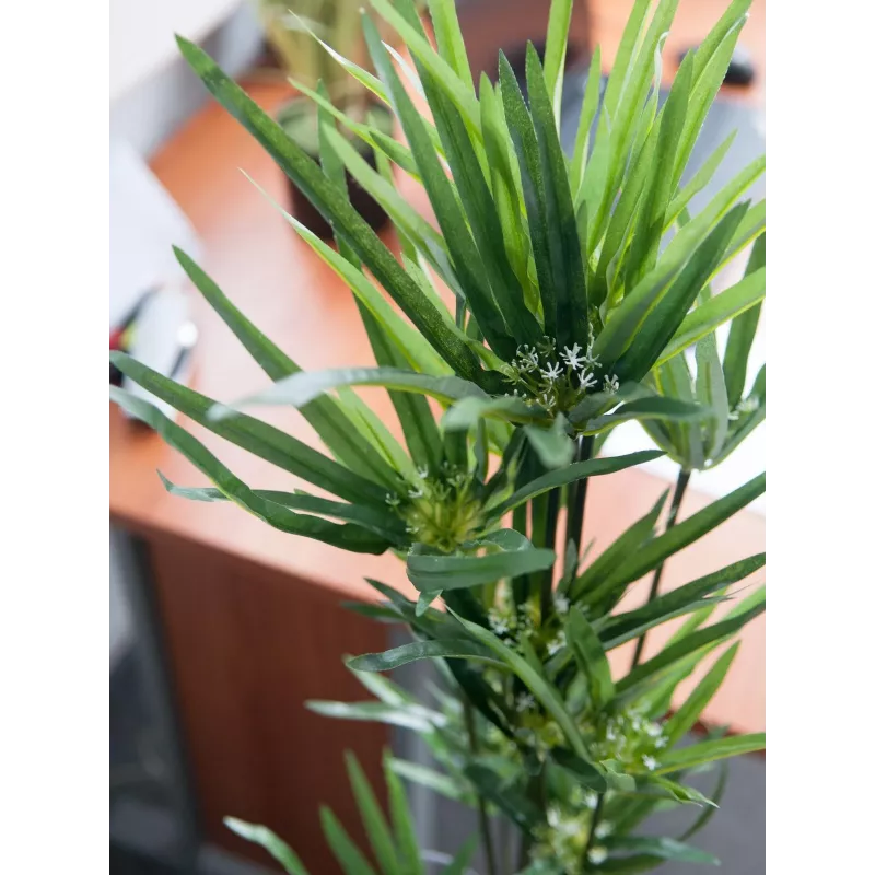 EUROPALMS tekosypressi, 76 cm, mustassa ruukussa 82600138