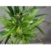 EUROPALMS tekosypressi, 76 cm, mustassa ruukussa 82600138