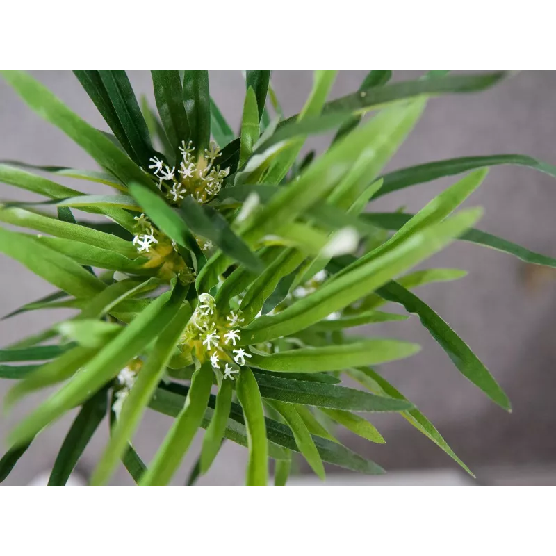 EUROPALMS tekosypressi, 76 cm, mustassa ruukussa 82600138