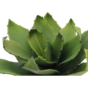 EUROPALMS agaave tekokasvi, EVA, vihreä, 35 cm 82530576