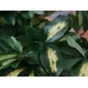 EUROPALMS schefflera tekokasvi, 120 cm, vihreä 82600157