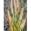 EUROPALMS keinotekoinen lampunpesuruoho, 120 cm 82600121