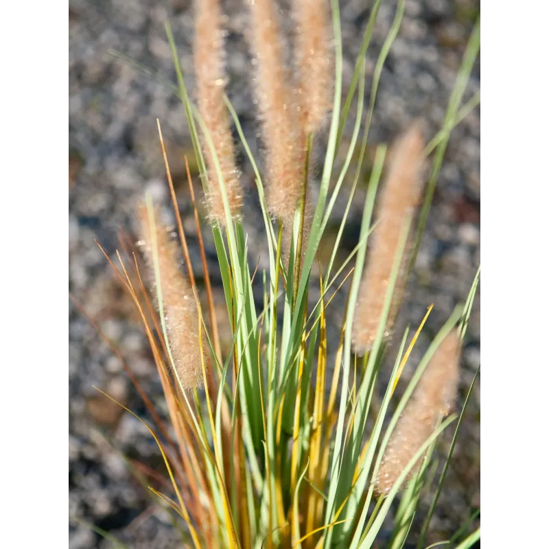EUROPALMS keinotekoinen lampunpesuruoho, 120 cm 82600121