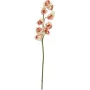 EUROPALMS keinotekoinen cymbidium-oksa, kerma-vaaleanpunainen, 90 cm 82530311