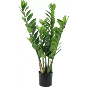 EUROPALMS Zamifolia tekokasvi ZZ-kasvi, 70 cm, musta ruukku 82600153