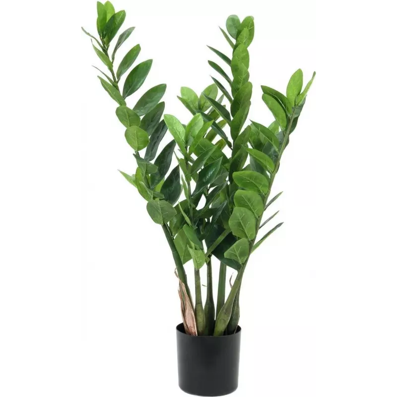 EUROPALMS Zamifolia tekokasvi ZZ-kasvi, 70 cm, musta ruukku 82600153
