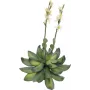 EUROPALMS Stone Rose (EVA) tekokasvi, keltainen, 32 cm 82530573