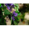 EUROPALMS Bougainvillea tekokasvi, laventeli, 150 cm 82507035