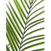 EUROPALMS isolehtinen Areca-tekokasvi, 165 cm 82509441