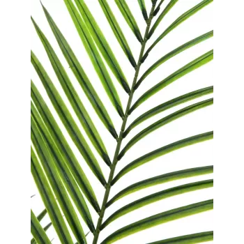 EUROPALMS isolehtinen Areca-tekokasvi, 165 cm 82509441