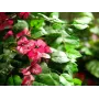 EUROPALMS Bougainvillea tekokasvi, roosa, 150 cm 82507055