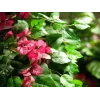EUROPALMS Bougainvillea tekokasvi, roosa, 150 cm 82507055