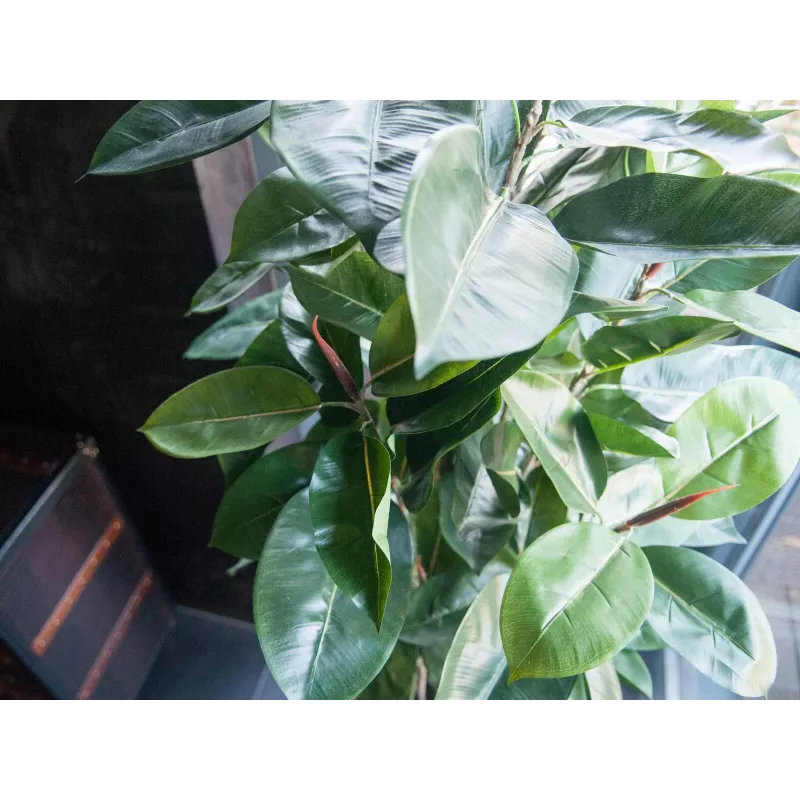 EUROPALMS kumipuu tekokasvi, 120 cm 82600150