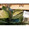 EUROPALMS kumipuu tekokasvi, 120 cm 82600150