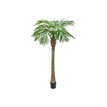 EUROPALMS Phoenix Palm Luxor, tekokasvi, 240 cm 82510722