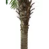 EUROPALMS Phoenix Palm Luxor, tekokasvi, 240 cm 82510722