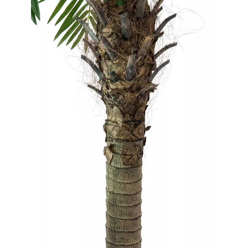 EUROPALMS Phoenix Palm Luxor, tekokasvi, 240 cm 82510722