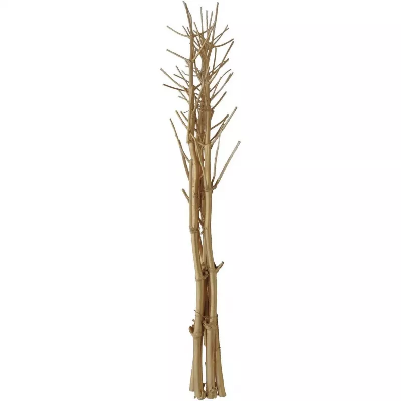 EUROPALMS kuivattu fenkolikimppu, kulta, 160 cm 83502363