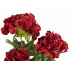 EUROPALMS tekokasvi pelargonia, tummanpunainen, 42 cm 82600112