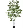 EUROPALMS tekokasvi koivu, 210 cm 82505232