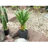 EUROPALMS agaave ruukussa, tekokasvi, 75 cm 82600160