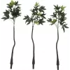 EUROPALMS tekopachira rahapuu, 160 cm 82600165