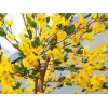 EUROPALMS tekoforsythiapuu, jossa 3 runkoa, keltainen, 150 cm 82507102