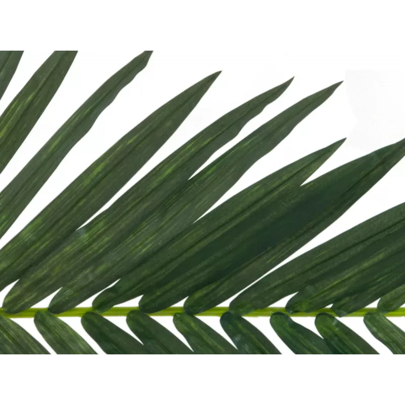 EUROPALMS tekokookospalmun lehdykkä, 150 cm 82509845