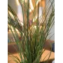 EUROPALMS tekoruokoruoho, 145 cm, vihreä/ruskea, esiruukutettu 82600229