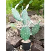 EUROPALMS lehtikaktus tekokasvi, 76 cm, ruukussa, vihreä 82600064