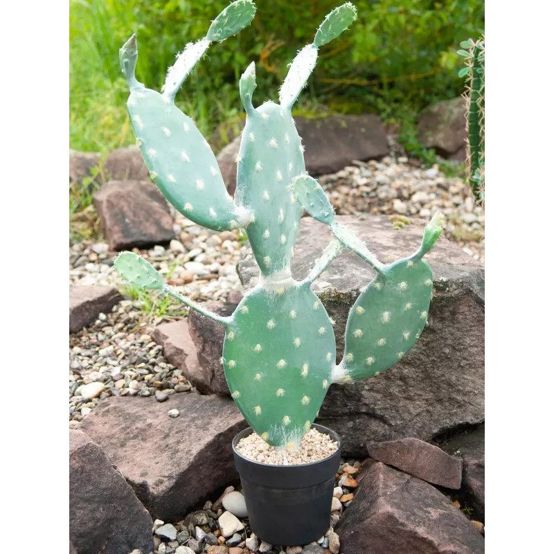EUROPALMS lehtikaktus tekokasvi, 76 cm, ruukussa, vihreä 82600064