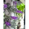 EUROPALMS tekokukkaköynnös, roosa, 180 cm 82501857